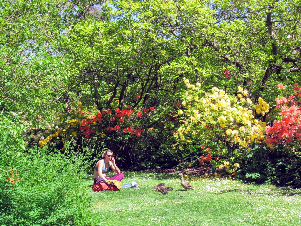 クライストチャーチ植物園でカルガモの赤ちゃんが生まれています Nz留学club Blog