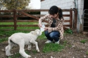 ファームステイ　子羊に乳やり体験