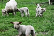 ファームステイ　羊の群れ